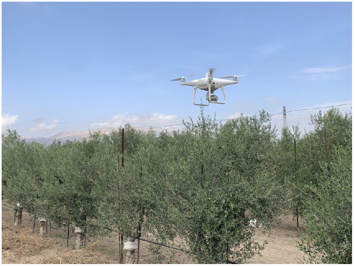 Il drone durante la mappatura dell'oliveto